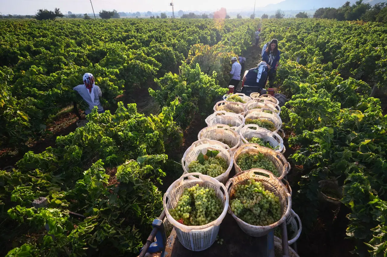 arapgirin meshur kohne uzumune don vurdu rekolte dibe vurdu YXPAteKk