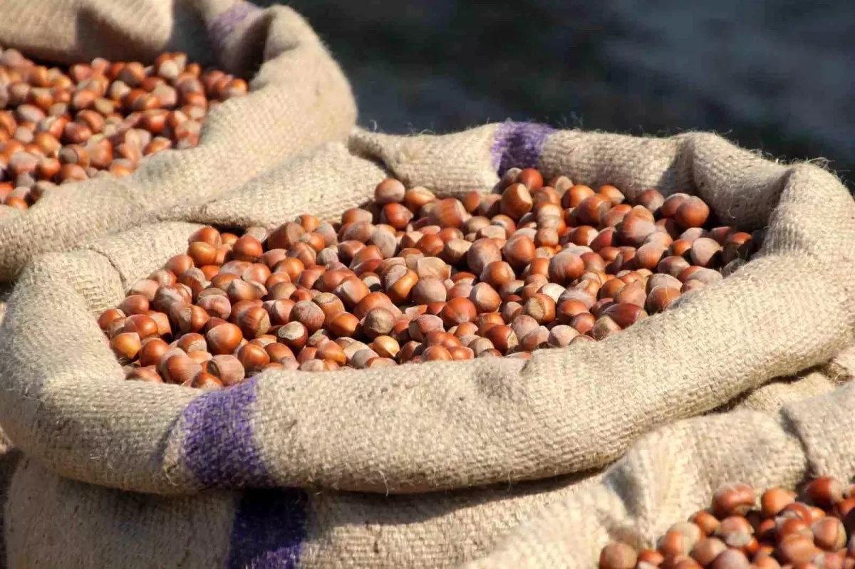 ferreronun findik manipulasyonu iddiasi uiiYvAhJ.jpg