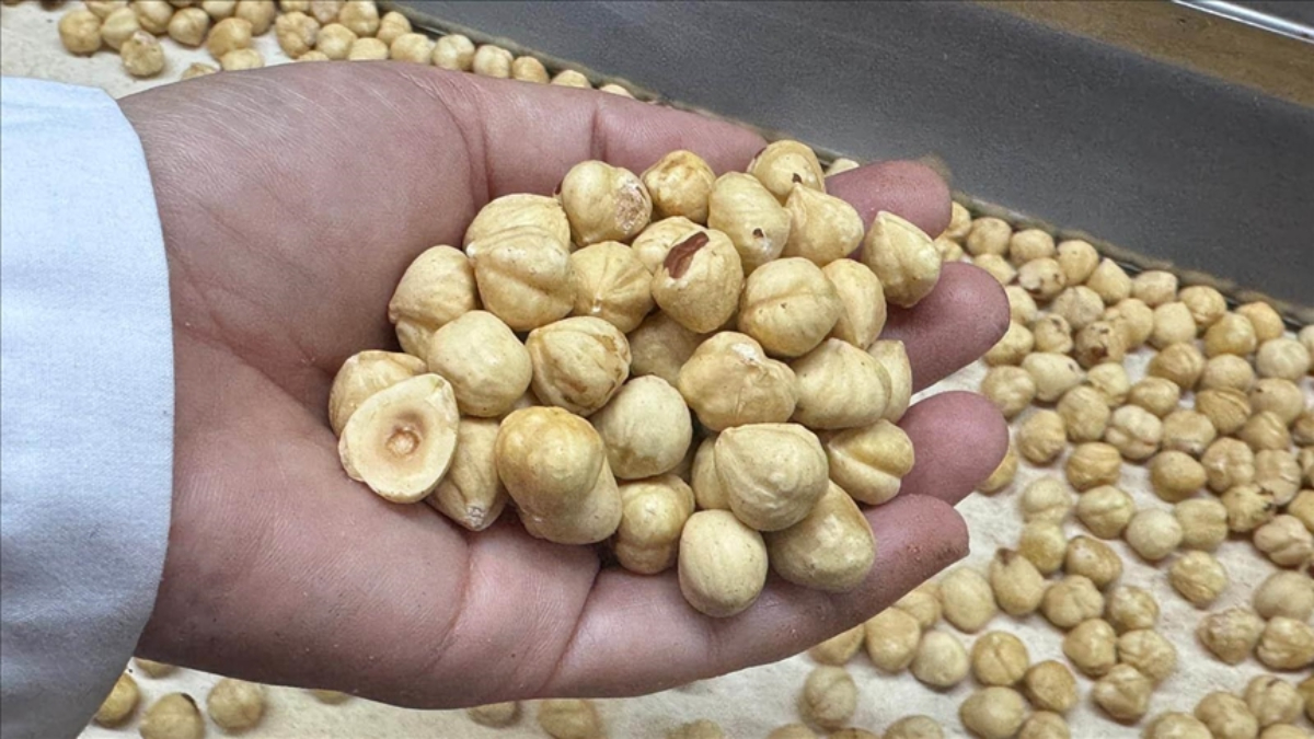 findik ihracati geliri aciklandi wEwLklU5.jpg