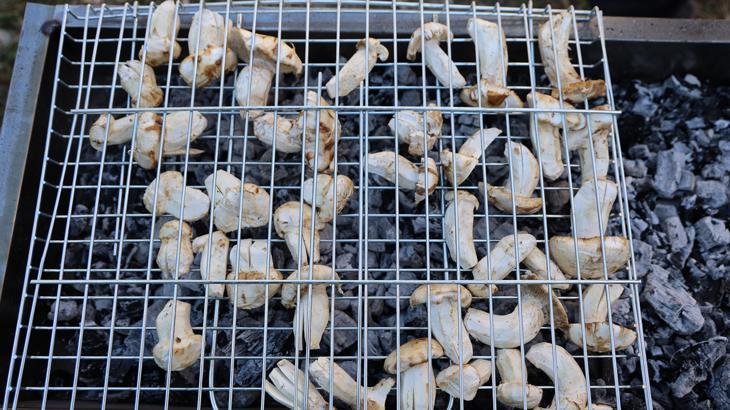 kilosu etle yarisiyor japonlarin gozdesi sedir mantari cikti yyPQniIl.jpg