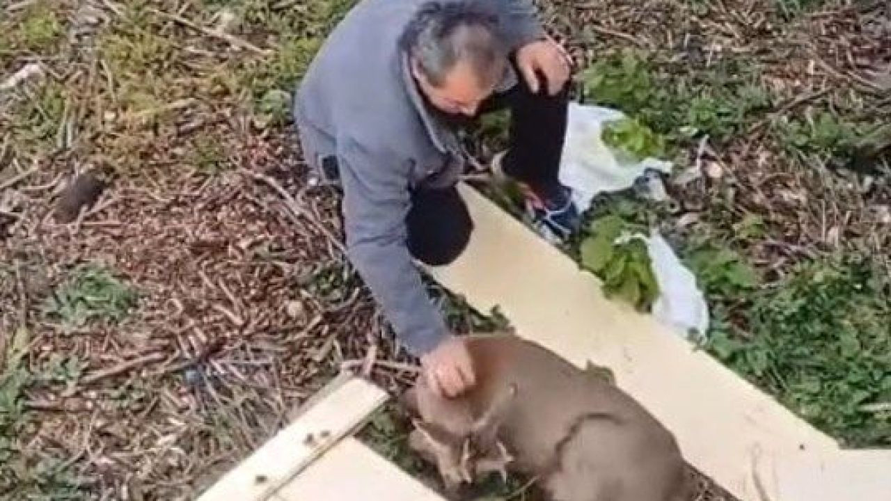 Araç Çarpması Sonrası Yaralı Karaca Dere Kenarında Bulundu